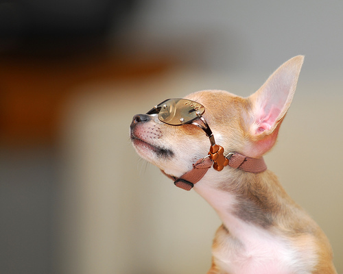 Doggles es una fabrica de lentes para perros con ventas anuales superiores a los 2 millones de Dolares. Perro con Lentes